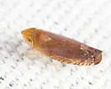 Scaphytopius fulvus - photo 4