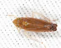 Scaphytopius fulvus - photo 5