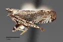 Scaphytopius fuscifrons - Scaphytopius fuscifrons