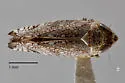 Scaphytopius fuscifrons - photo 2