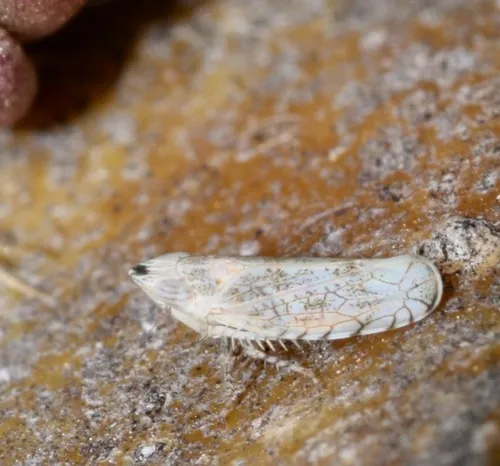 Scaphytopius heldoranus