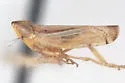 Scaphytopius hymenocleae