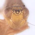 Scaphytopius hymenocleae - photo 3