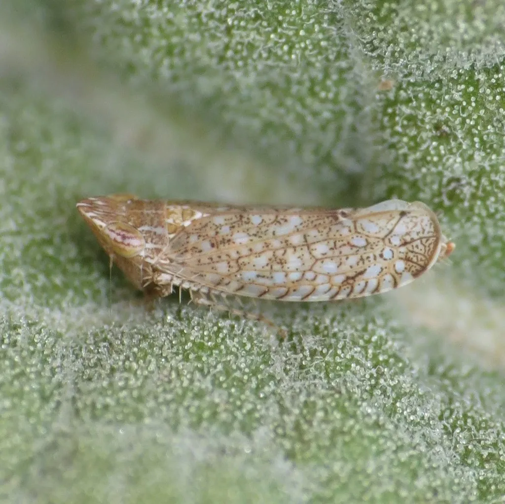 Scaphytopius irroratus - photo 2