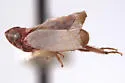 Scaphytopius jocosus