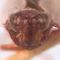 Scaphytopius jocosus - photo 3