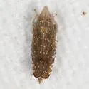 Scaphytopius latus - Scaphytopius latus