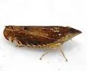 Scaphytopius latus - photo 3