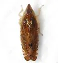 Scaphytopius latus - photo 4