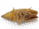 Scaphytopius latus - photo 5
