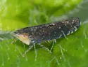 Scaphytopius loricatus - Scaphytopius loricatus