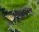Scaphytopius loricatus - photo 2