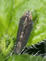 Scaphytopius loricatus - photo 3