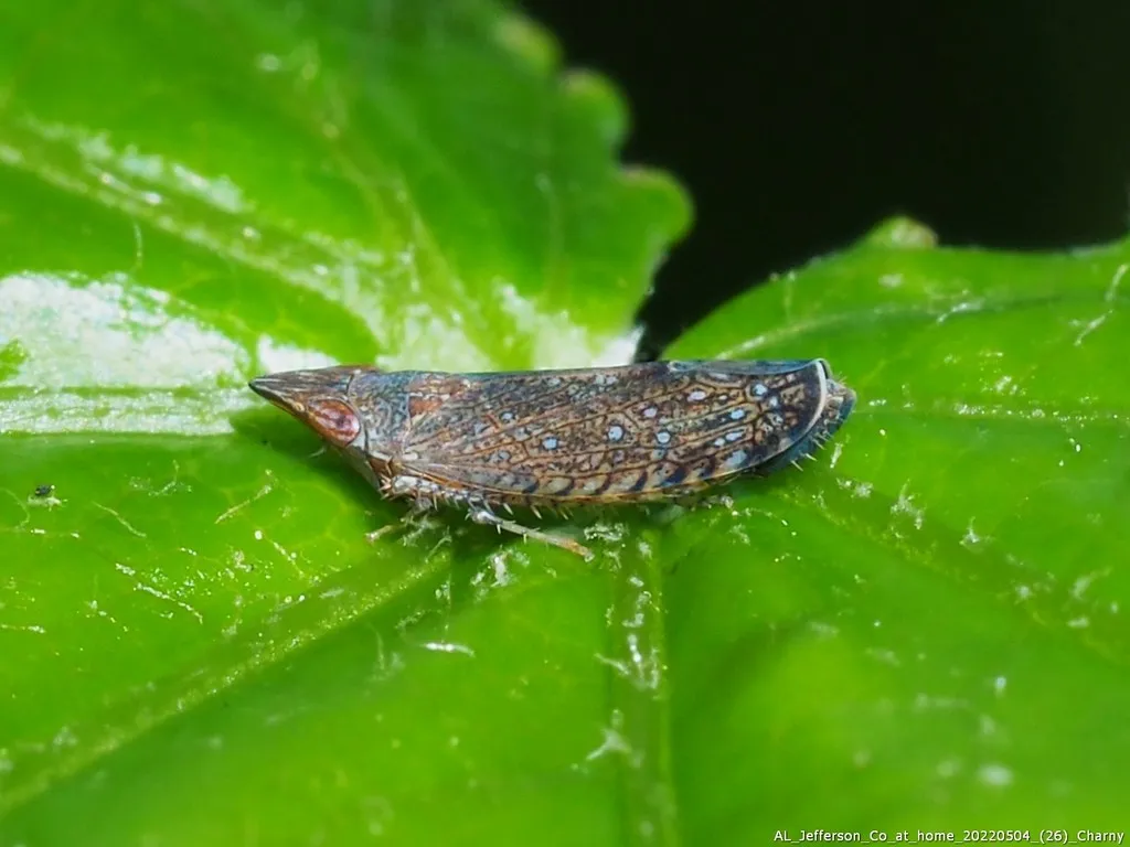 Blueberry Leafhopper - photo 2