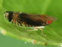 Scaphytopius majestus
