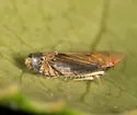 Scaphytopius majestus - photo 2