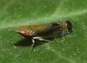 Scaphytopius majestus - photo 4