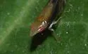 Scaphytopius majestus - photo 5