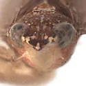Scaphytopius nasutus - photo 3