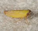 Scaphytopius nigricollis