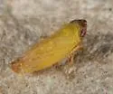 Scaphytopius nigricollis - photo 2