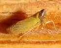 Scaphytopius nigricollis - photo 3