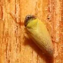 Scaphytopius nigricollis - photo 4