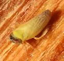 Scaphytopius nigricollis - photo 5