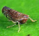 Scaphytopius nigrifrons - Scaphytopius nigrifrons