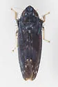 Scaphytopius nigrifrons - photo 2