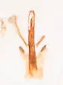 Scaphytopius nigrifrons - photo 4