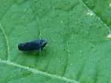 Scaphytopius nigrifrons - photo 5