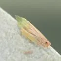 Scaphytopius nigriviridis