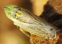 Scaphytopius nigriviridis - photo 2