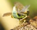 Scaphytopius nigriviridis - photo 4