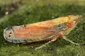 possibly undescribed Scaphytopius nr. elegans