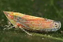 possibly undescribed Scaphytopius nr. elegans - photo 2