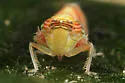 possibly undescribed Scaphytopius nr. elegans - photo 3