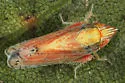 possibly undescribed Scaphytopius nr. elegans - photo 4