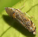 unknown Scaphytopius nr. majestus