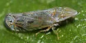 unknown Scaphytopius nr. majestus - photo 3