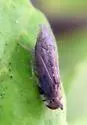unknown Scaphytopius nr. majestus - photo 4