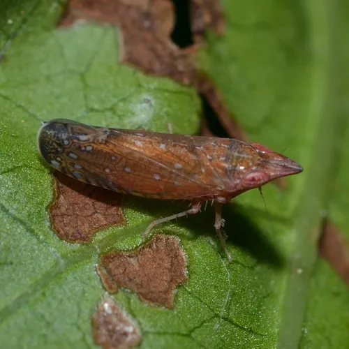 Scaphytopius rubellus - Scaphytopius rubellus