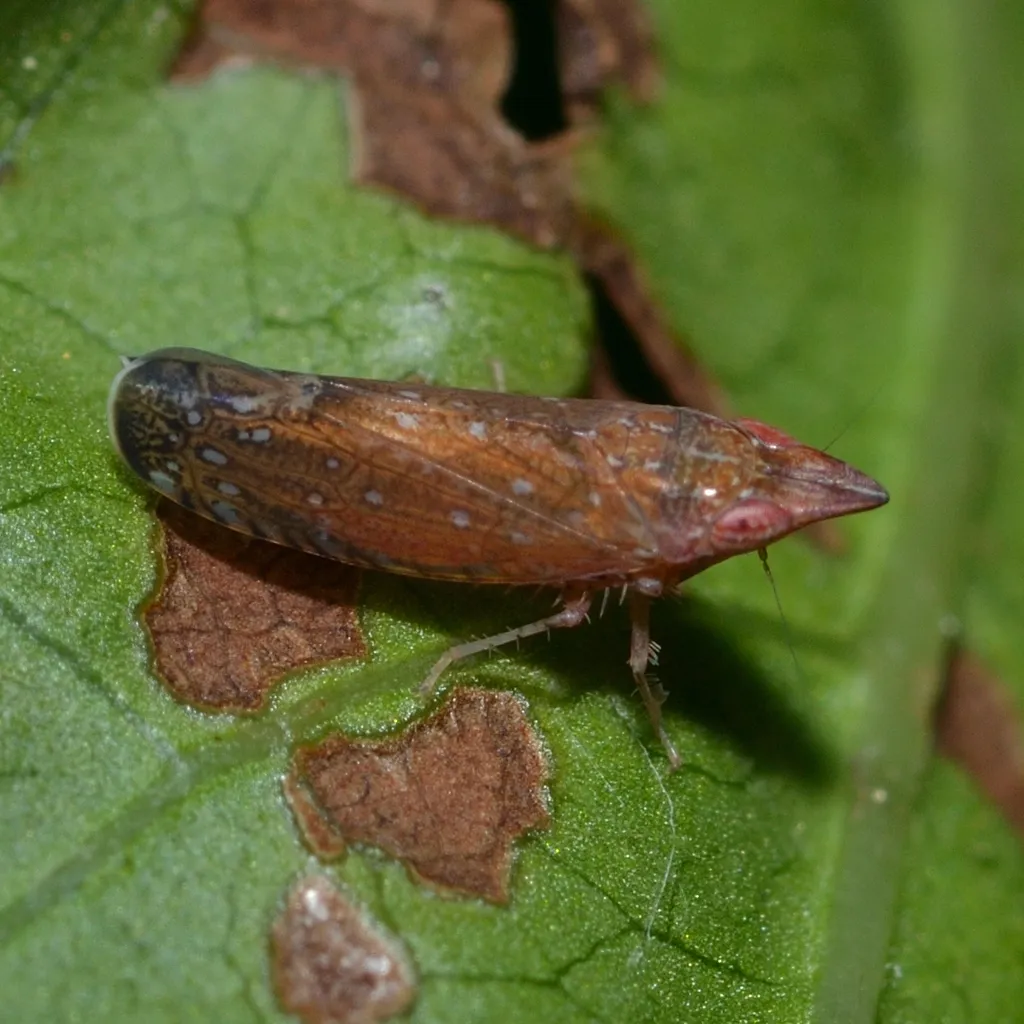 Scaphytopius rubellus - photo 2