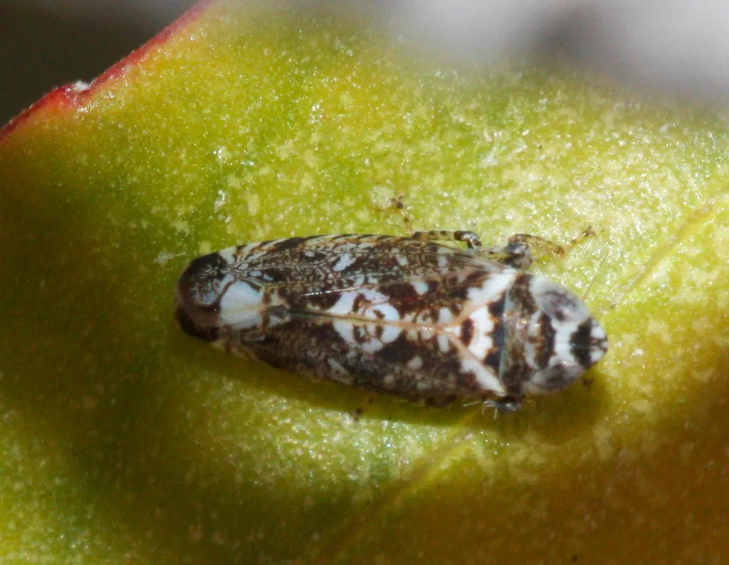 Scaphytopius speciosus - photo 2