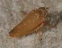 Scaphytopius torridus - photo 2