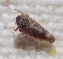 Scaphytopius torridus - photo 3