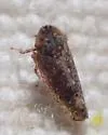 Scaphytopius torridus - photo 4