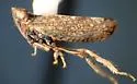 Scaphytopius torridus - photo 5