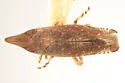 Scaphytopius trilineatus - photo 2